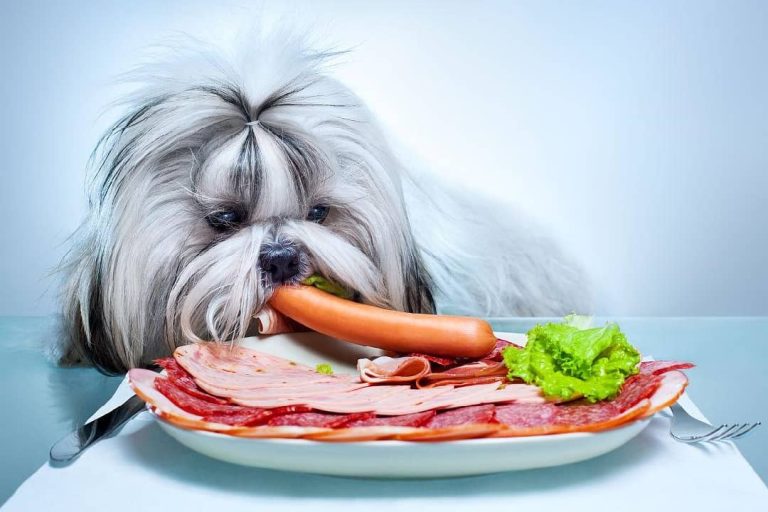 Best Dog Food For Shih Tzu Dogs