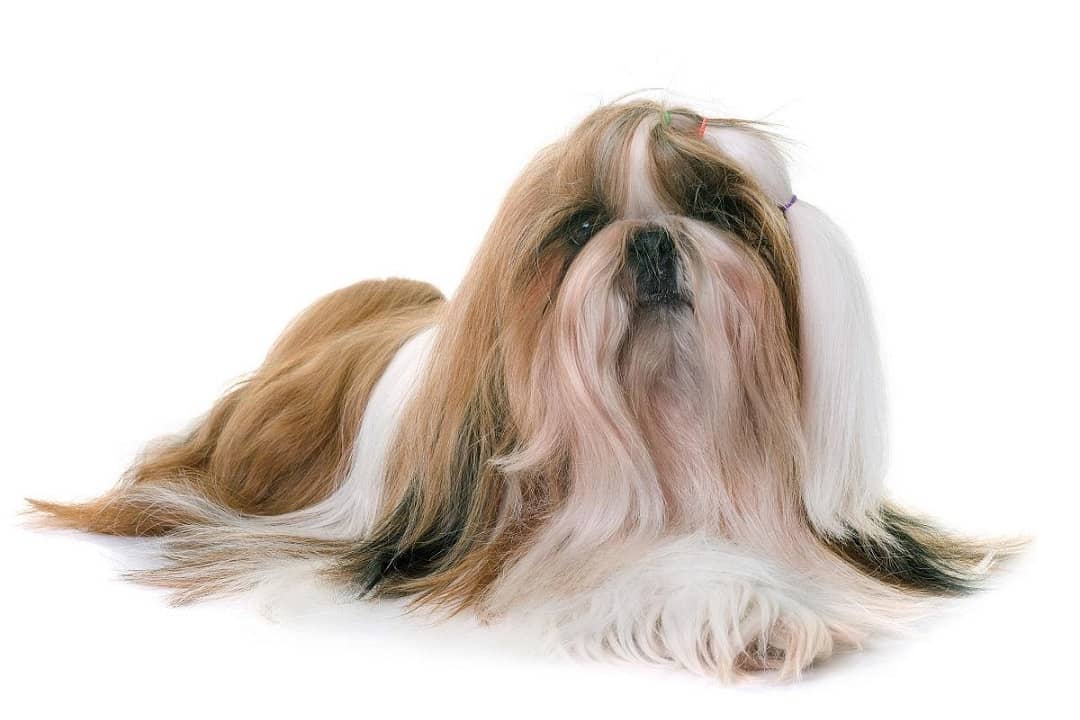 Do Shih Tzu Shed?
