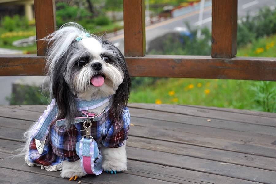 Shih Tzu dogs Allergies and What should we do