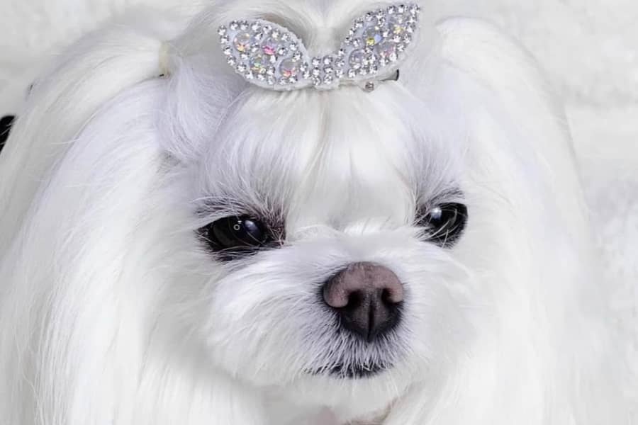 Shih Tzu dogs Eye problems and What should we do