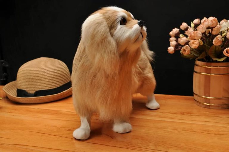 Why Shih Tzu Dogs Are The Worst Dog