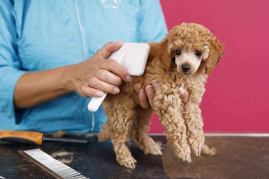 Understanding Shihtzu Hair